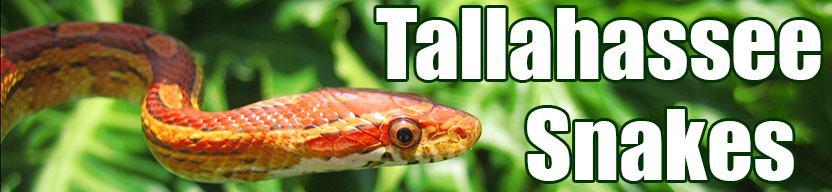 Tallahassee snake