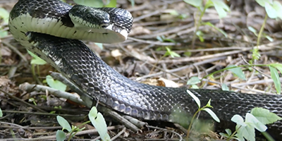 Tallahassee snake
